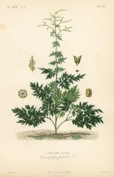 Bugbane vagy cohosh, Actaea cimicifuga, Cimicifuga foetida, Cimicaire fetide