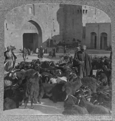 Kecskevásárlás a Damaszkusz-kapunál, Jeruzsálem, 1900