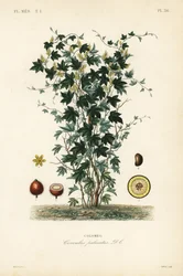 Calumba fa, Jateorhiza columba, Cocculus palmatus, Colombo