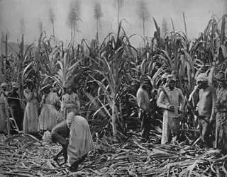 Cane-cutters Jamaicában, 1891