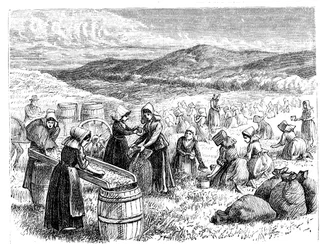 Cape Cod nők áfonyát szedő és válogató, 1875