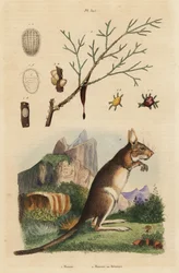 Fokföldi nyúl, Lepus capensis 2 és mannahamu, Fraxinus ornus