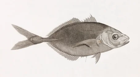 Caranx Lune, közelről