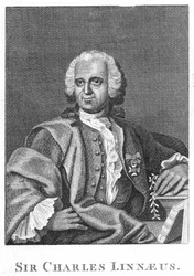 Carolus Linnaeus, 18. századi svéd természettudós