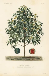 Champak fa, Magnolia champaca, Michelia champaca, Michelie champaca