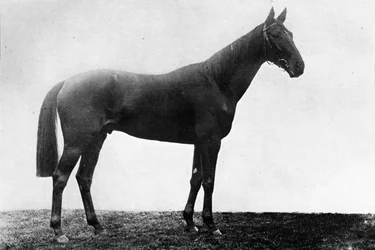 Karácsonyi százszorszép, 1911