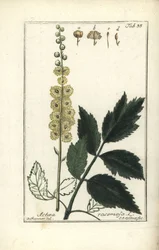 Poloskavész, Cimicifuga racemosa vagy fekete poloskavész, Actaea racemosa (fürtös poloskavész)
