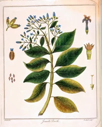 Cinchona jezsuiták vagy perui kéreg 1795