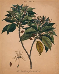Kínafa. The Caribbean Jesuits Bark, 1801.