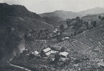 Szingaléz teaültetvény, 1924