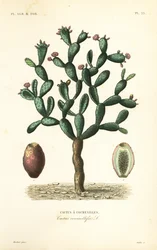 Cochineal kaktusz, Nopalea cochenillifera, Opuntia cochenillifera, Cactus cochenillifer, Cactus coccinellifer, Cactus a cochenilles