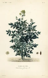 Közönséges rét rue, Thalictrum flavum, Pigamon des pres