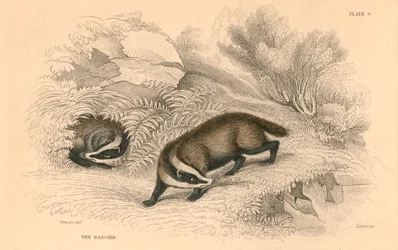 Közönséges vagy eurázsiai borz Meles meles, 1828