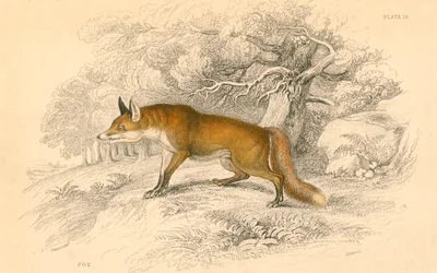 Közönséges vagy vörös róka Vulpes vulpes, 1828