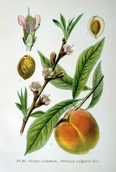 Közönséges őszibarack, 1893