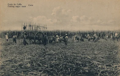 Cana Court – Cukornád vágása – Kuba, c1910