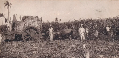 Corte de Canna. - Cukornád gyűjtése. Kuba, 1900