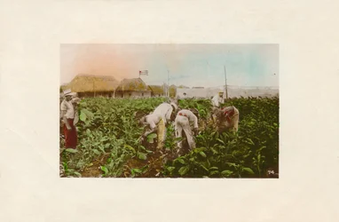 Dohány betakarítás. - Dohányültetvény., 1910