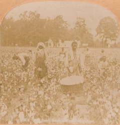 Cotton-picking., c1900