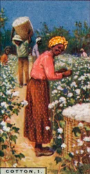 Cotton, 1. - Picking Seed Cotton, W. India, 1928