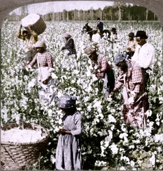 A gyapot a király – ültetvényes jelenet a munka során szedőkkel. Georgia, 1900