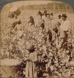 A gyapot a király – ültetvényes jelenet a munka során szedőkkel. Georgia, 1900