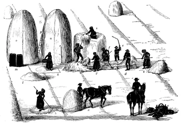 Vetésforgó: rozsfű cséplés vetőmagnak, 1855