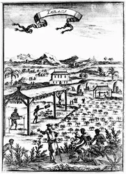A dohánytermesztés és gyógyítás Nyugat-Indiában rabszolgamunkával, 1686