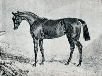 Cyprianus, 19. század, 1911