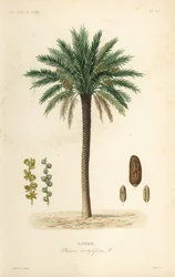Datolyapálma, Phoenix dactylifera, Dattier