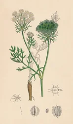 Daucus Carota. Vad sárgarépa, 19. század