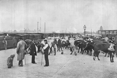 Szarvasmarhák kiképzése, LNWR raktár, York Road, London, c1903 1903