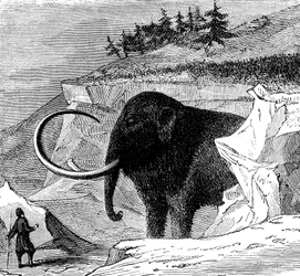 Egy gyapjas mamut felfedezése, 1779 c1870