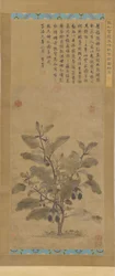 Padlizsán, Ming-dinasztia, 1368-1644.