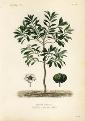Elefánt alma vagy chulta, Dillenia indica, Dillenia speciosa, Dillenie elegante