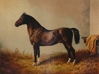 Egész Pony Hack Don Carlos, 1897.