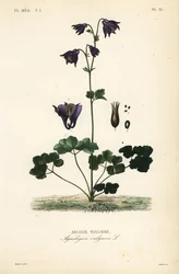 Európai columbine, Aquilegia vulgaris, Ancolie vulgaire