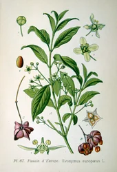 Európai orsófa, 1893