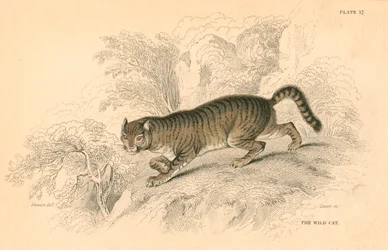 Európai vadmacska Felis silvestris, 1828
