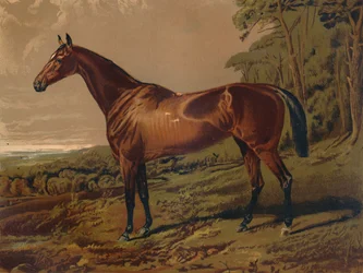 Fair Nell, 1879.