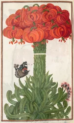 Florilegium: 18. oldal, narancssárga liliom csokor, 1608.
