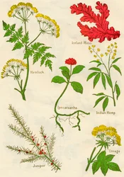 Virágok: Bürök, Izlandi Moha, Ipecacuanha, Indiai Kender, Boróka, Lovage, 1940