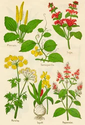 Virágok: útifű, Sarsaparilla, zsálya, petrezselyem, tintahal, borsmenta, c1940