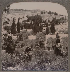 A Gecsemáné kert és az Olajfák hegye a görög kertekből, 1900 körül