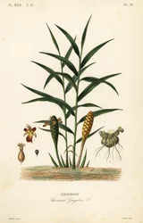 Gyömbér vagy gyömbérgyökér, Zingiber officinale, Amomum zingiber, Gingembre