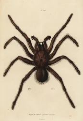 Góliát madárvadász pók, Theraphosa blondi