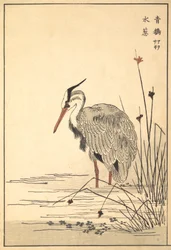 Szürke gém Aosagi és Mizu-aoi növény, 1857.