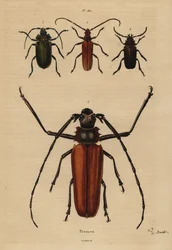 Nagy cincér, Enoplocerus armillatus 1, Aegosoma scabricorne 2, Pyrodes nitidus 3 és Prionus desmaretii 4