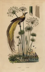 Nagy paradicsommadár, Paradisaea apoda és papiruszfű, Cyperus papyrus