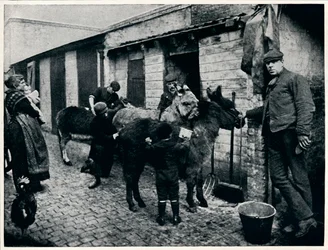 Szamarak ápolása, London, 1903 1903